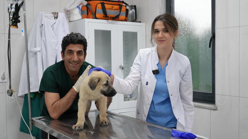 Gürsu’nun Ödüllü Bakım Merkezi Can Dostlara Hayat Veriyor